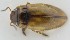  ( - AndDyt-CCDB30544-E05)  @11 [ ] CreativeCommons - Attribution Non-Commercial Share-Alike (2019) SNSB, Staatliche Naturwissenschaftliche Sammlungen Bayerns ZSM (SNSB, Zoologische Staatssammlung Muenchen)