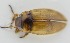  ( - AndDyt-CCDB30544-E07)  @11 [ ] CreativeCommons - Attribution Non-Commercial Share-Alike (2019) SNSB, Staatliche Naturwissenschaftliche Sammlungen Bayerns ZSM (SNSB, Zoologische Staatssammlung Muenchen)