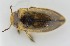  (Liodessus caxamarca - AndDyt-CCDB30544-G04)  @11 [ ] CreativeCommons - Attribution Non-Commercial Share-Alike (2019) SNSB, Staatliche Naturwissenschaftliche Sammlungen Bayerns ZSM (SNSB, Zoologische Staatssammlung Muenchen)