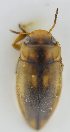  ( - AndDyt-CCDB30552-A08)  @11 [ ] CreativeCommons - Attribution Non-Commercial Share-Alike (2019) SNSB, Staatliche Naturwissenschaftliche Sammlungen Bayerns ZSM (SNSB, Zoologische Staatssammlung Muenchen)