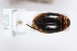  ( - MB8734)  @11 [ ] by-nc-sa (2020) SNSB, Staatliche Naturwissenschaftliche Sammlungen Bayerns ZSM (SNSB, Zoologische Staatssammlung Muenchen)