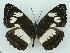  (Neptis viridis - ABRI-2015-00570)  @15 [ ] Unspecified (default): All Rights Reserved  Unspecified Unspecified