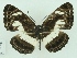  (Neptis nemetes - ABRI-2015-02684)  @15 [ ] Unspecified (default): All Rights Reserved  Unspecified Unspecified