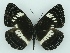  (Neptis species24_ANEPT - ABRI-2015-02929)  @15 [ ] Unspecified (default): All Rights Reserved  Unspecified Unspecified
