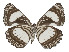  ( - ABRI-2016-2202)  @13 [ ] Unspecified (default): All Rights Reserved  Unspecified Unspecified