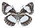  (Neptis alta - ABRI-2017-0114)  @15 [ ] CreativeCommons - Attribution Non-Commercial Share-Alike (2018) I Richardson ABRI, Nairobi