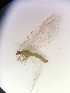  ( - CHR_48)  @11 [ ] Unspecified (default): All Rights Reserved  Unspecified Unspecified