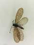 ( - SIS_5)  @11 [ ] Unspecified (default): All Rights Reserved  Unspecified Unspecified