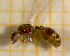  ( - BC-MTP-00106)  @11 [ ] CreativeCommons - Attribution Non-Commercial Share-Alike (2017) Rumsaïs Blatrix CEFE Lab