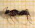  ( - BC-MTP-00108)  @14 [ ] CreativeCommons - Attribution Non-Commercial Share-Alike (2017) Rumsaïs Blatrix CEFE Lab