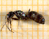  ( - BC-MTP-00110)  @14 [ ] CreativeCommons - Attribution Non-Commercial Share-Alike (2017) Rumsaïs Blatrix CEFE Lab