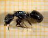  ( - BC-MTP-00113)  @14 [ ] CreativeCommons - Attribution Non-Commercial Share-Alike (2017) Rumsaïs Blatrix CEFE Lab