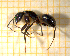  ( - BC-MTP-00128)  @15 [ ] CreativeCommons - Attribution Non-Commercial Share-Alike (2017) Rumsaïs Blatrix CEFE Lab