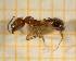  ( - BC-MTP-00136)  @11 [ ] CreativeCommons - Attribution Non-Commercial Share-Alike (2017) Rumsaïs Blatrix CEFE Lab