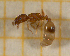  ( - BC-MTP-00140)  @11 [ ] CreativeCommons - Attribution Non-Commercial Share-Alike (2017) Rumsaïs Blatrix CEFE Lab