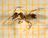  ( - BC-MTP-00145)  @11 [ ] CreativeCommons - Attribution Non-Commercial Share-Alike (2017) Rumsaïs Blatrix CEFE Lab