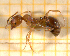  ( - BC-MTP-00151)  @11 [ ] CreativeCommons - Attribution Non-Commercial Share-Alike (2017) Rumsaïs Blatrix CEFE Lab