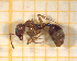  ( - BC-MTP-00157)  @11 [ ] CreativeCommons - Attribution Non-Commercial Share-Alike (2017) Rumsaïs Blatrix CEFE Lab