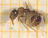  ( - BC-MTP-00160)  @12 [ ] CreativeCommons - Attribution Non-Commercial Share-Alike (2017) Rumsaïs Blatrix CEFE Lab