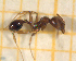  ( - BC-MTP-00161)  @12 [ ] CreativeCommons - Attribution Non-Commercial Share-Alike (2017) Rumsaïs Blatrix CEFE Lab