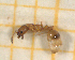  ( - BC-MTP-00162)  @11 [ ] CreativeCommons - Attribution Non-Commercial Share-Alike (2017) Rumsaïs Blatrix CEFE Lab