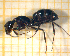  ( - BC-MTP-00168)  @15 [ ] CreativeCommons - Attribution Non-Commercial Share-Alike (2017) Rumsaïs Blatrix CEFE Lab