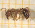  ( - BC-MTP-00170)  @11 [ ] CreativeCommons - Attribution Non-Commercial Share-Alike (2017) Rumsaïs Blatrix CEFE Lab