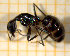  ( - BC-MTP-00183)  @14 [ ] CreativeCommons - Attribution Non-Commercial Share-Alike (2017) Rumsaïs Blatrix CEFE Lab