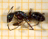  ( - BC-MTP-00187)  @14 [ ] CreativeCommons - Attribution Non-Commercial Share-Alike (2017) Rumsaïs Blatrix CEFE Lab