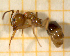 ( - BC-MTP-00193)  @11 [ ] CreativeCommons - Attribution Non-Commercial Share-Alike (2017) Rumsaïs Blatrix CEFE Lab