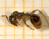  ( - BC-MTP-00195)  @11 [ ] CreativeCommons - Attribution Non-Commercial Share-Alike (2017) Rumsaïs Blatrix CEFE Lab