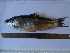  ( - LQDWL-MP1415-FISH-46)  @11 [ ] Copyright (2014) Gujarat Biodiversity Gene Bank, GSBTM, DST, GoG Gujarat Biodiversity Gene Bank, GSBTM, DST, GoG