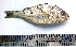  ( - LQDWL-MP1415-FISH-07)  @11 [ ] Copyright (2014) Gujarat Biodiversity Gene Bank, GSBTM, DST, GoG Gujarat Biodiversity Gene Bank, GSBTM, DST, GoG