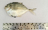  ( - LQDWL-MP1415-FISH-09)  @11 [ ] Copyright (2014) Gujarat Biodiversity Gene Bank, GSBTM, DST, GoG Gujarat Biodiversity Gene Bank, GSBTM, DST, GoG