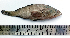  ( - LQDWL-MP1415-FISH-11)  @13 [ ] Copyright (2014) Gujarat Biodiversity Gene Bank, GSBTM, DST, GoG Gujarat Biodiversity Gene Bank, GSBTM, DST, GoG