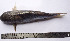  (Arius gagora - LQDWL-MP1415-FISH-89)  @11 [ ] Unspecified (default): All Rights Reserved  Unspecified Unspecified