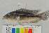  (Serranochromis robustus - RB12-A042)  @13 [ ] CreativeCommons - Attribution Non-Commercial Share-Alike (2012) SAIAB SAIAB