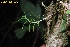  (Angraecum Tahiana24 - DBEV.8.1.126)  @11 [ ] No Rights Reserved  Unspecified Unspecified