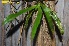  (Angraecum tenellum - DBEV.8.2.65)  @11 [ ] No Rights Reserved  Unspecified Unspecified