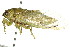 (Physeema sp - 11ANIC-16651)  @14 [ ] CreativeCommons - Attribution (2011) ANIC/CBG Photography Group Centre for Biodiversity Genomics