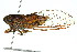  (Yoyetta tristrigata - 11ANIC-16686)  @15 [ ] CreativeCommons - Attribution (2011) ANIC/CBG Photography Group Centre for Biodiversity Genomics