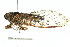  ( - 11ANIC-16692)  @11 [ ] CreativeCommons - Attribution (2011) ANIC/CBG Photography Group Centre for Biodiversity Genomics
