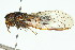  ( - 11ANIC-16709)  @11 [ ] CreativeCommons - Attribution (2011) ANIC/CBG Photography Group Centre for Biodiversity Genomics
