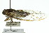  (Illyria burkei - 11ANIC-17008)  @14 [ ] CreativeCommons - Attribution (2011) ANIC/CBG Photography Group Centre for Biodiversity Genomics