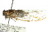  (Illyria sp - 11ANIC-17012)  @11 [ ] CreativeCommons - Attribution (2011) ANIC/CBG Photography Group Centre for Biodiversity Genomics