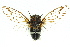  (Arenopsaltria fullo - 11ANIC-17047)  @14 [ ] CreativeCommons - Attribution (2011) ANIC/CBG Photography Group Centre for Biodiversity Genomics