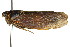  ( - 11ANIC-16363)  @14 [ ] CreativeCommons - Attribution (2011) ANIC/CBG Photography Group Centre for Biodiversity Genomics