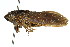  (Gudanga adamsi - 11ANIC-16364)  @14 [ ] CreativeCommons - Attribution (2011) ANIC/CBG Photography Group Centre for Biodiversity Genomics