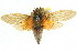  (Gudanga browni - 11ANIC-16367)  @11 [ ] CreativeCommons - Attribution (2011) ANIC/CBG Photography Group Centre for Biodiversity Genomics