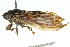  (Gudanga solata - 11ANIC-16368)  @11 [ ] CreativeCommons - Attribution (2011) ANIC/CBG Photography Group Centre for Biodiversity Genomics